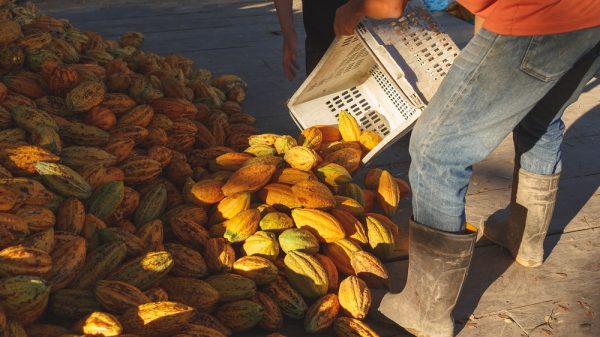 Cocoa fruits on the ground.