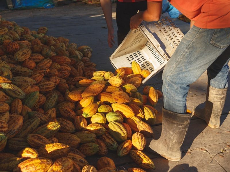 Cocoa fruits on the ground.