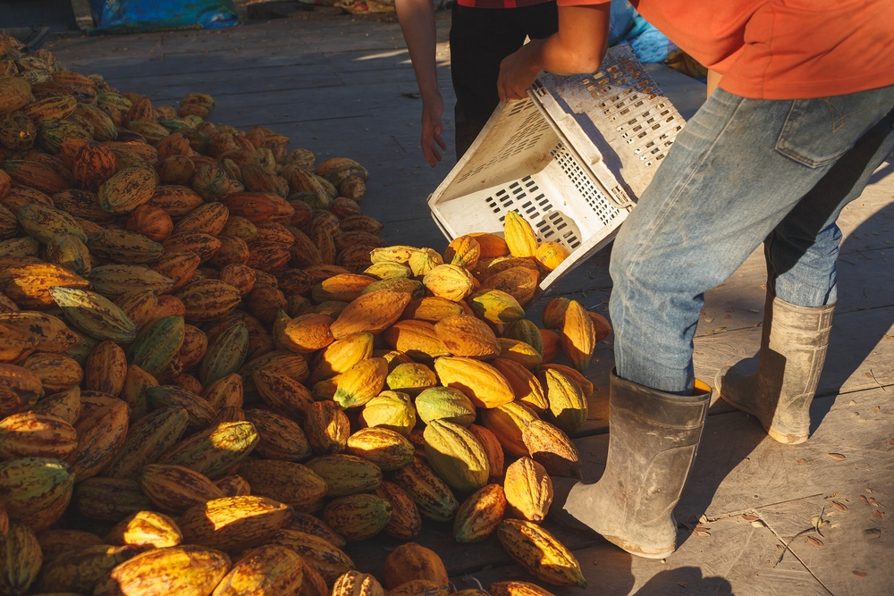 Cocoa fruits on the ground.
