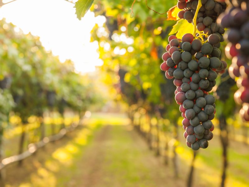 Grapes on a vineyard.