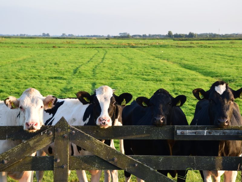 Cows on a farm.