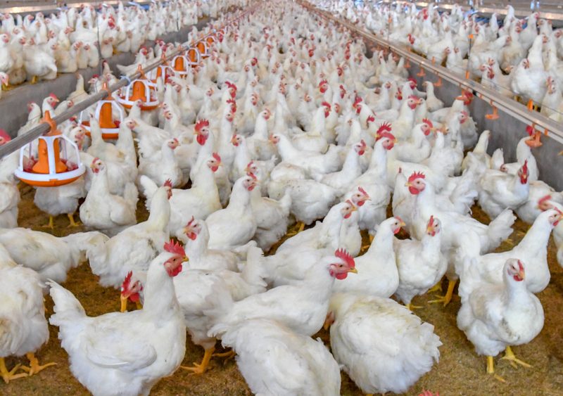A flock of chickens on a farm.