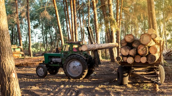 A tractor deforesting timber.