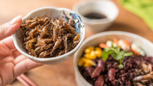 Edible insects in a bowl.