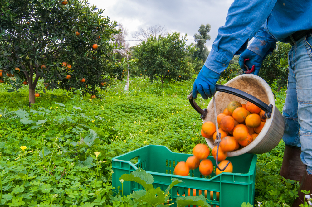 An orange picker.