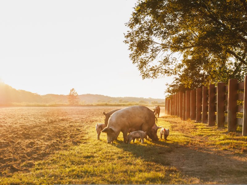 Pig farm re Pilgrim's