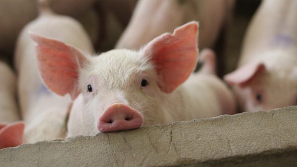 Pigs - BMPA warns of African Swine Fever spreading