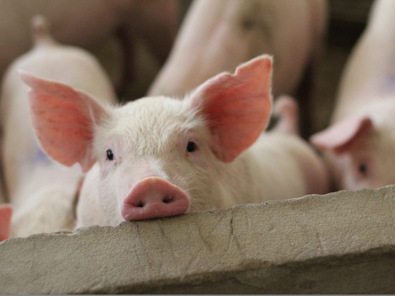 Pigs - BMPA warns of African Swine Fever spreading