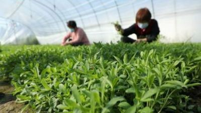 Tate & Lyle partners with Eartwatch