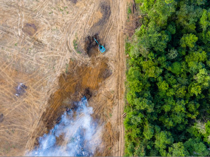 Deforestation