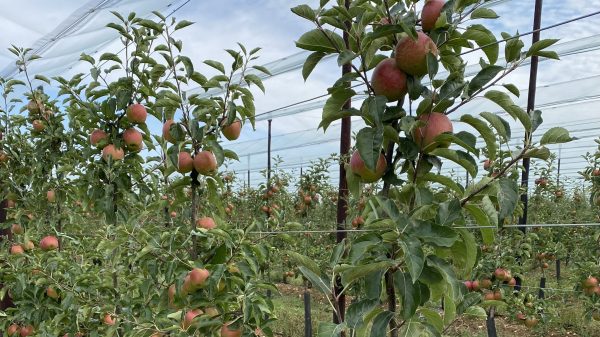 Co-op helps apple farmers