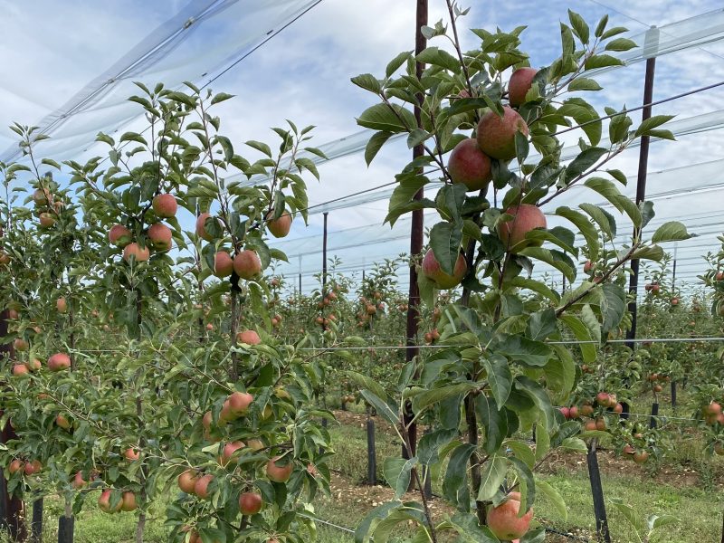 Co-op helps apple farmers