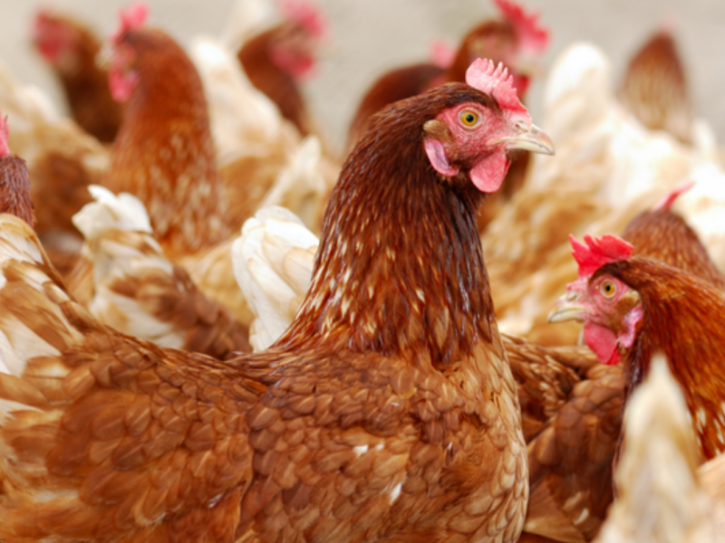 Chicken: for ChickenTrack report story