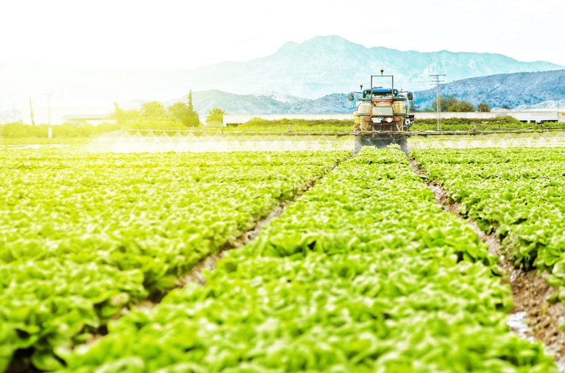Tesco lettuce farmers