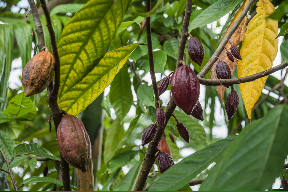 Cocoa plant