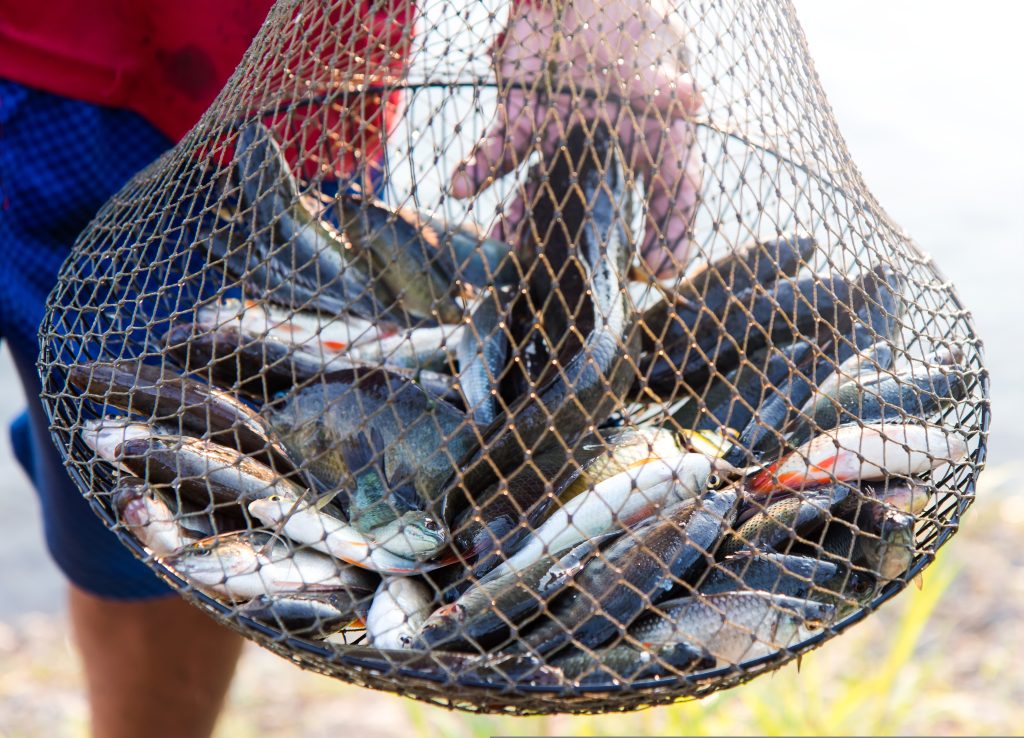 Birds eye owner Nomad Foods