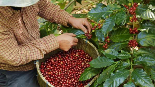Coffee Farming