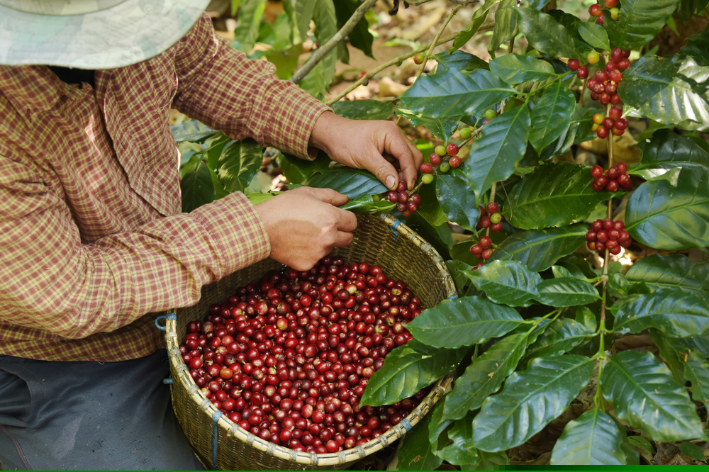 Coffee Farming