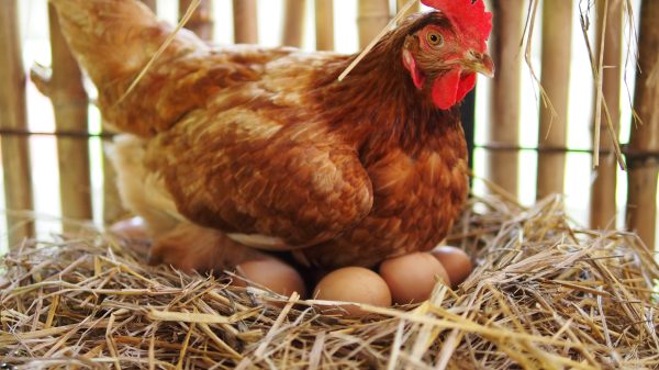cage-free farming report
