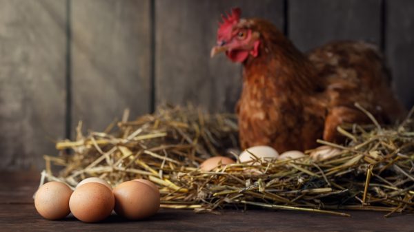 How long is egg rationing likely to last?