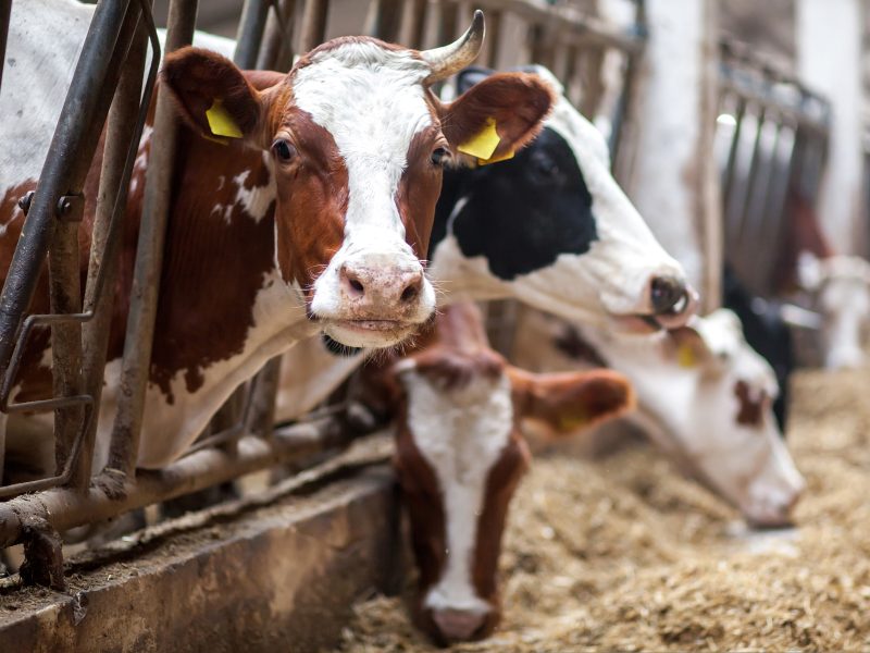 celebrities sign open letter to end factory farming