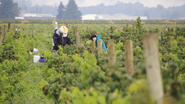 Seasonal fruit pickers re Coca-Cola called on to address forced labour risks
