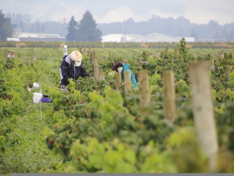 Seasonal fruit pickers re Coca-Cola called on to address forced labour risks