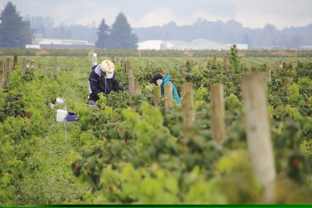 Seasonal fruit pickers re Coca-Cola called on to address forced labour risks