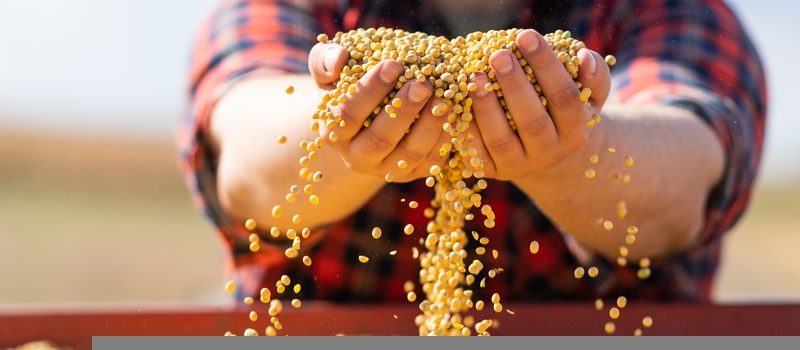 Soy grains - re deforestation free soy