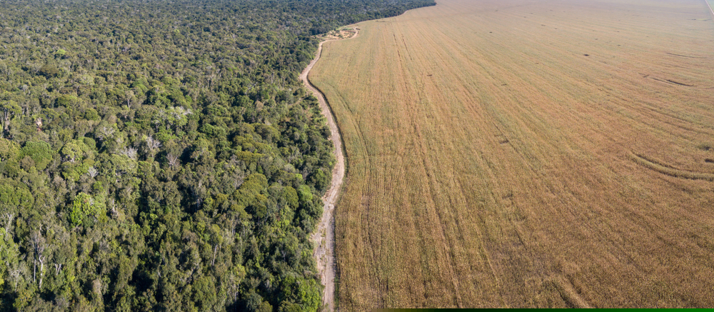 Soy deforestation
