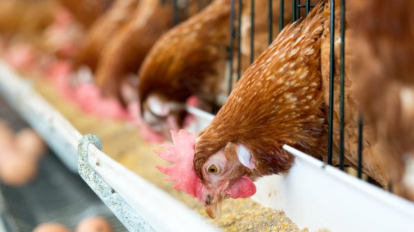 Two poultry feed giants are set to be investigated after a competition watchdog warned a new deal between them could lead to price hikes for farmers and customers.