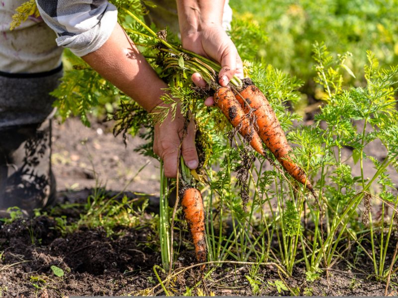 UK farmer - food production