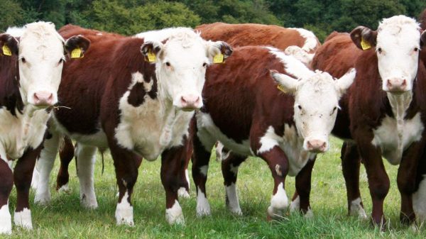 Waitrose Cattle