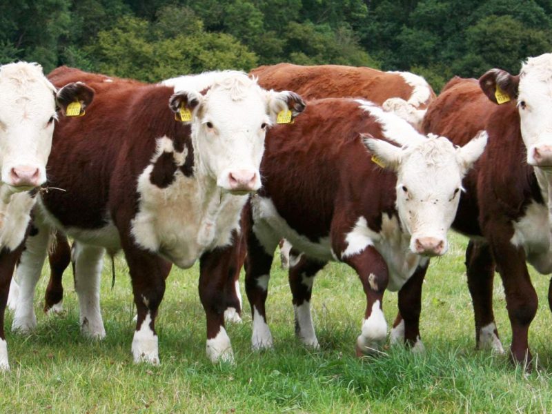 Waitrose Cattle