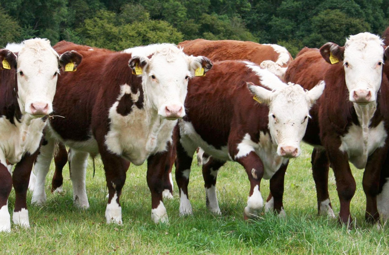 Waitrose Cattle
