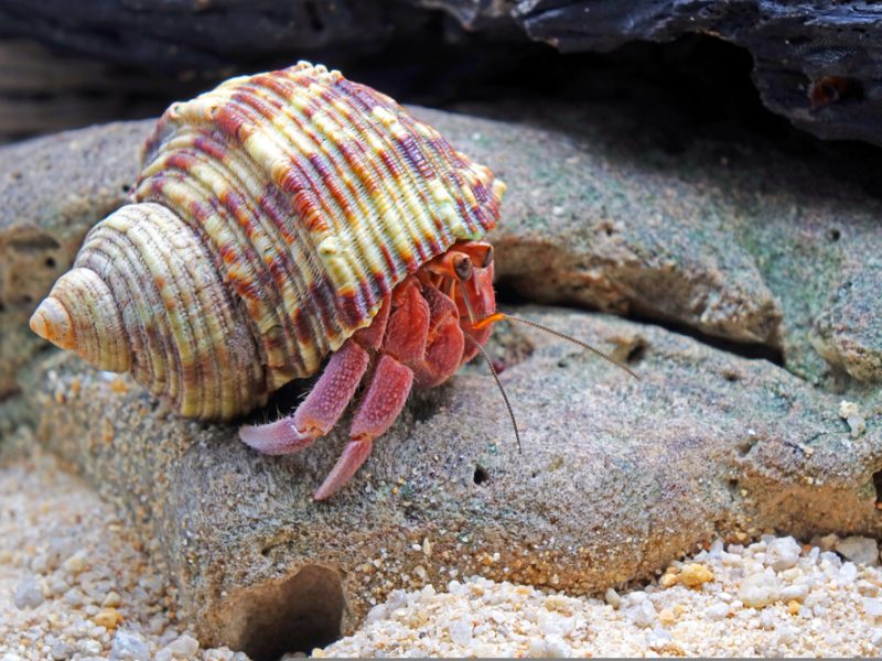 Decapod crustacean