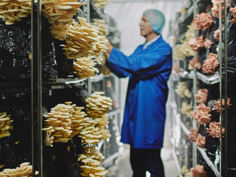 Tesco mushroom supplier