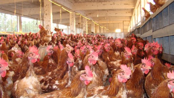 Indoor chicken farm - re free-range egg rules