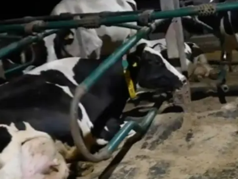 Dairy cows found neglected on farm which supplies Freshways and Iceland