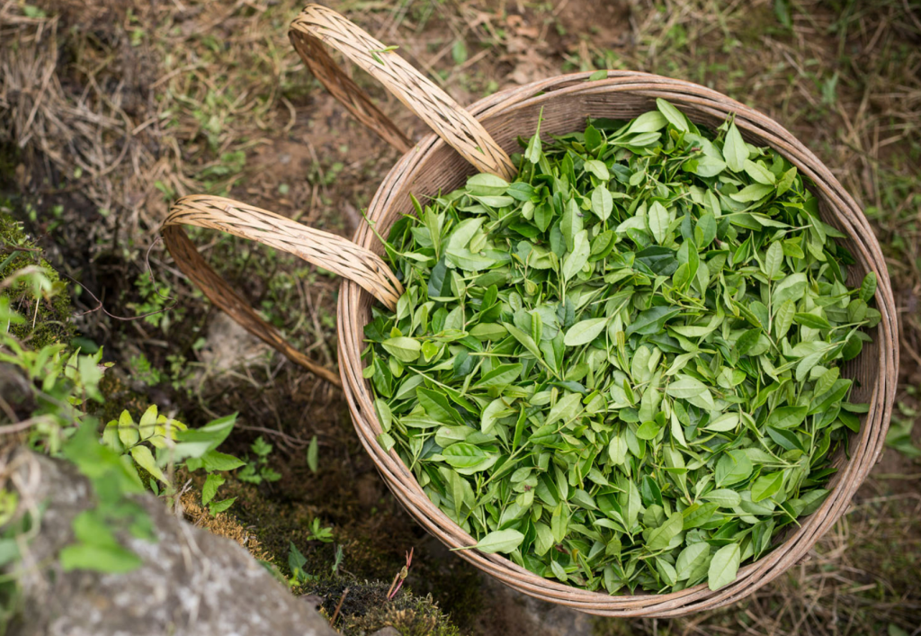 Fairtrade have released an official statement to a BBC Panorama investigative report that alleges gross sexual misconduct and gender-based violence (GBV) on Kenyan tea plantations.