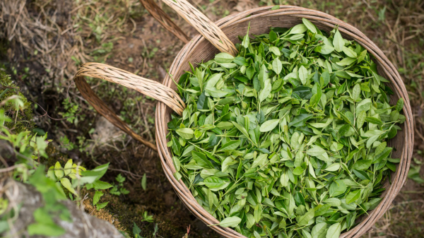 Fairtrade have released an official statement to a BBC Panorama investigative report that alleges gross sexual misconduct and gender-based violence (GBV) on Kenyan tea plantations.
