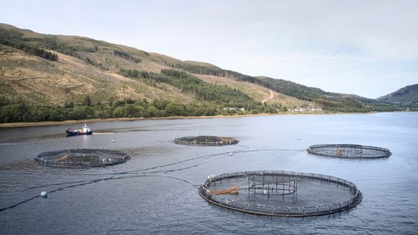 Scottish salmon farming