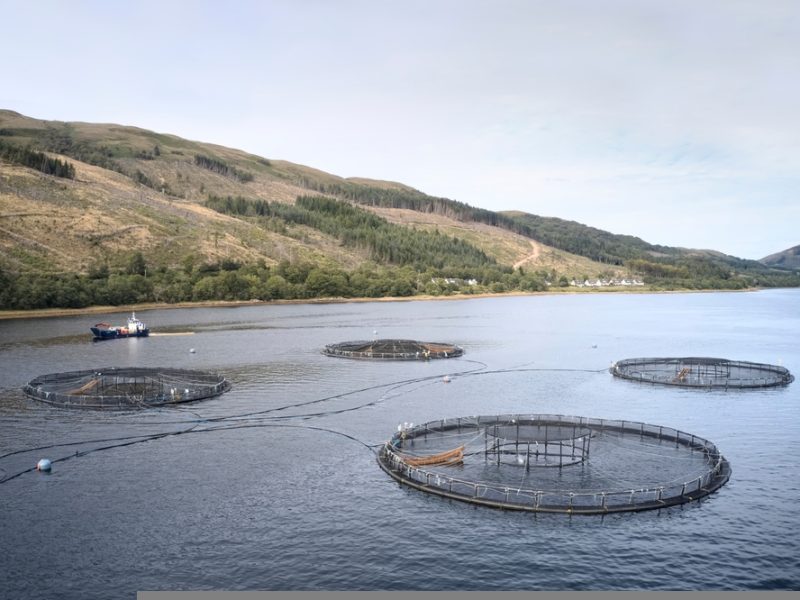 Scottish salmon farming
