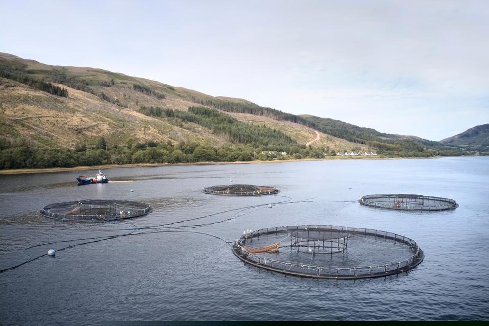 Scottish salmon farming