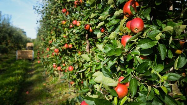 UK apple orchard - re Aldi to overtake Tesco as biggest seller