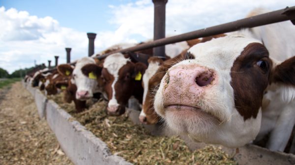 Cow eating animal feed - re Waitrose trial to turn surplus food into animal feed