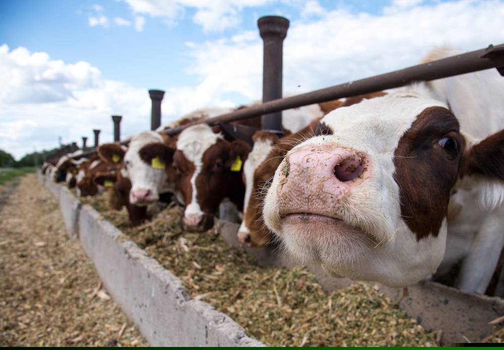 Cow eating animal feed - re Waitrose trial to turn surplus food into animal feed