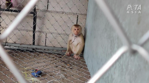 peta monkey