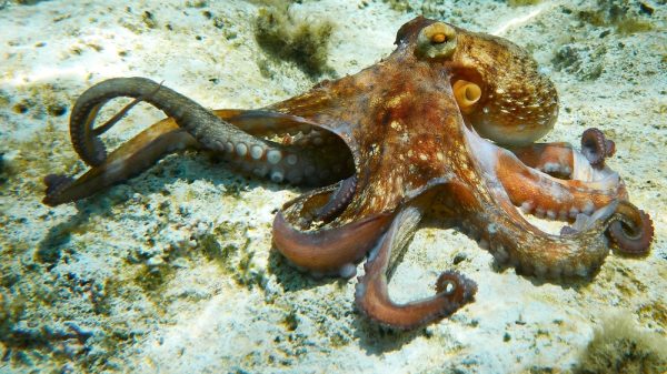 octopus farm cruel welfare