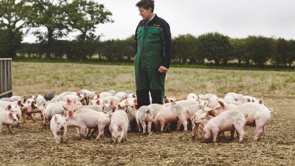 Waitrose pig farmer